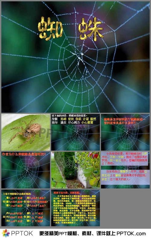 蜘蛛的介绍的相关图片